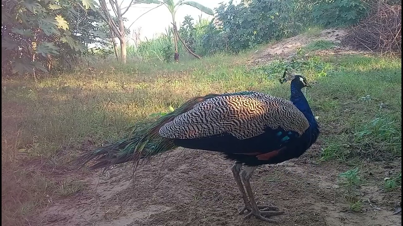 મોર ની સુંદર કળા.