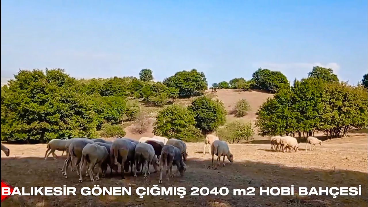 RESMİ YOLA CEPHE 2040 m2 UYGUN FİYATA HOBİ BAHÇESİ