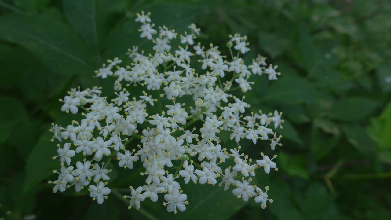 Schwarzer Hollunder (Sambucus nigra)