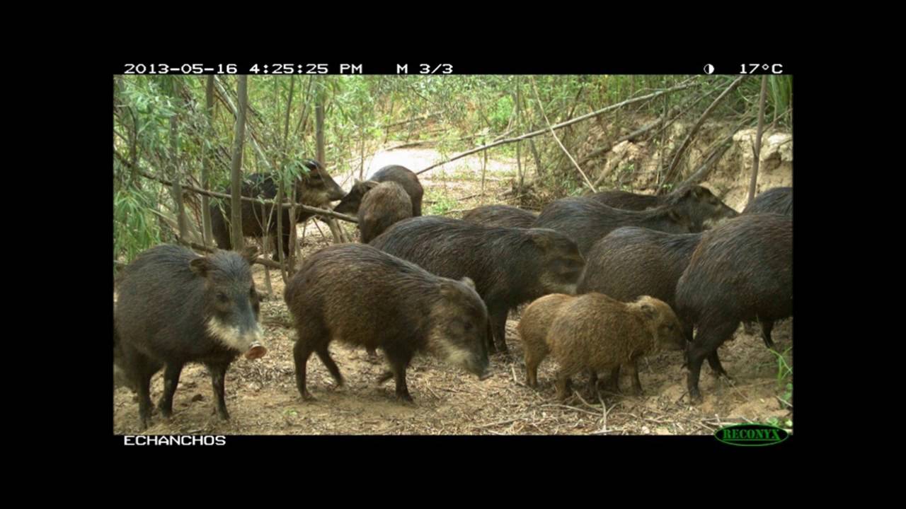PN El Impenetrable - Chaco argentino