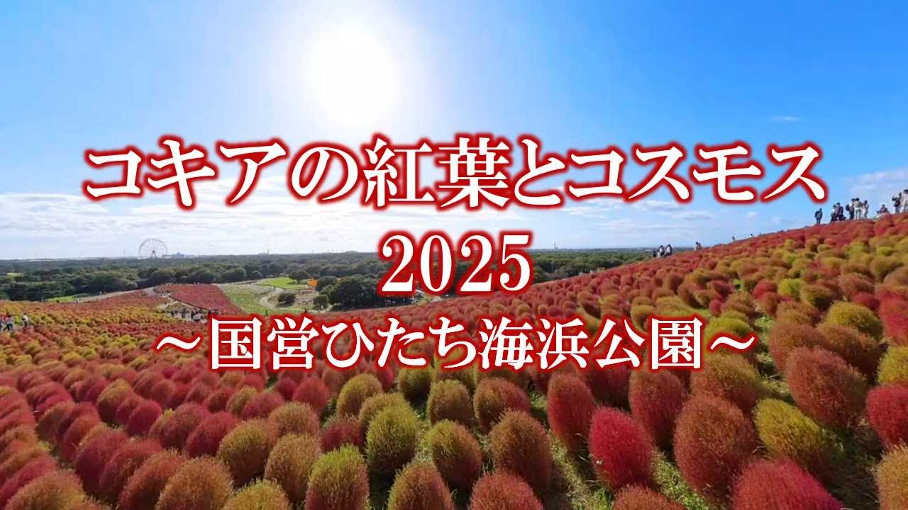 コキアの紅葉とコスモス 2025 ～国営ひたち海浜公園～／Kochia Autumn Foliage and Cosmos in 2025 at Hitachi Seaside Park