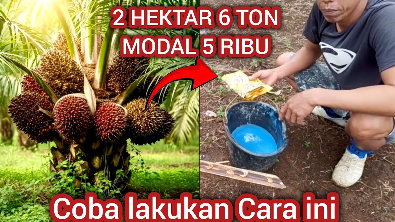 Coba lakukan Cara ini agar buah jadi lebat hasil panen meningkat biaya lebih Hemat sawit subur.