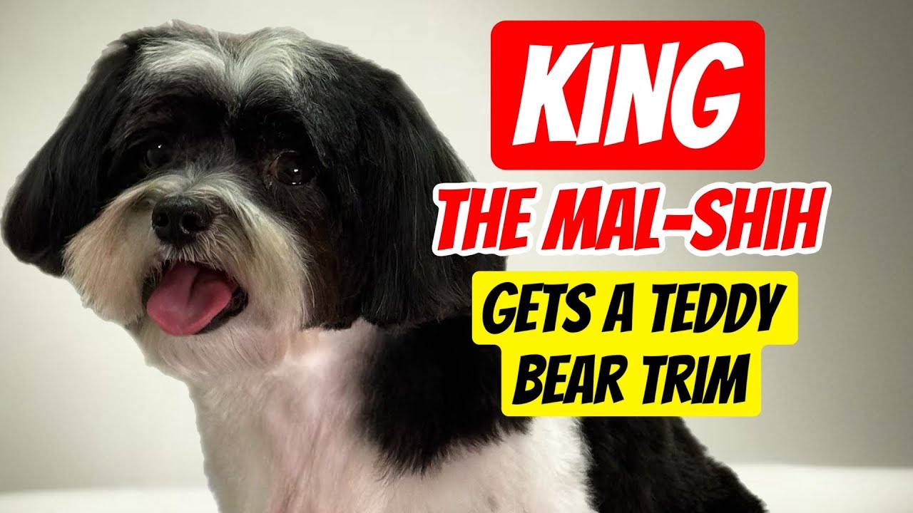 King the Maltese Shih Tzu mix, a Mal-Shih gets a Teddy Bear Cut at Grande Style Dog Grooming Tampa