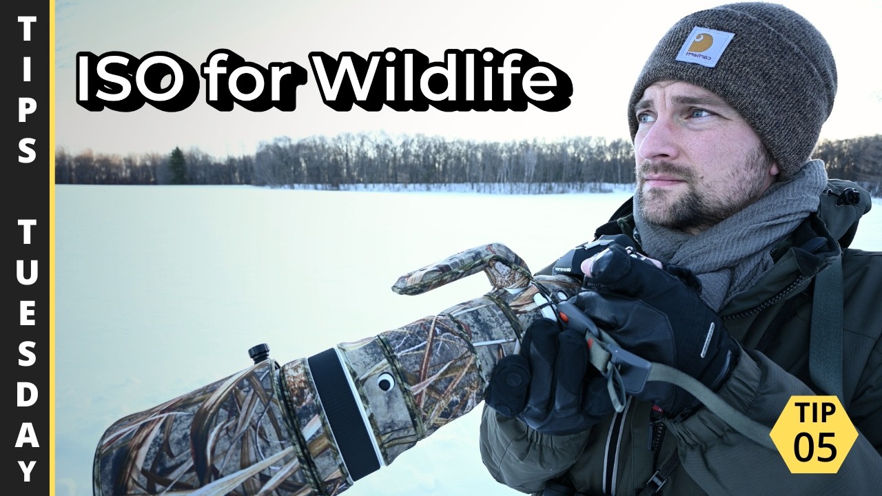ISO для фотосъемки дикой природы: просто и практично | Советы, вторник, 5 мая