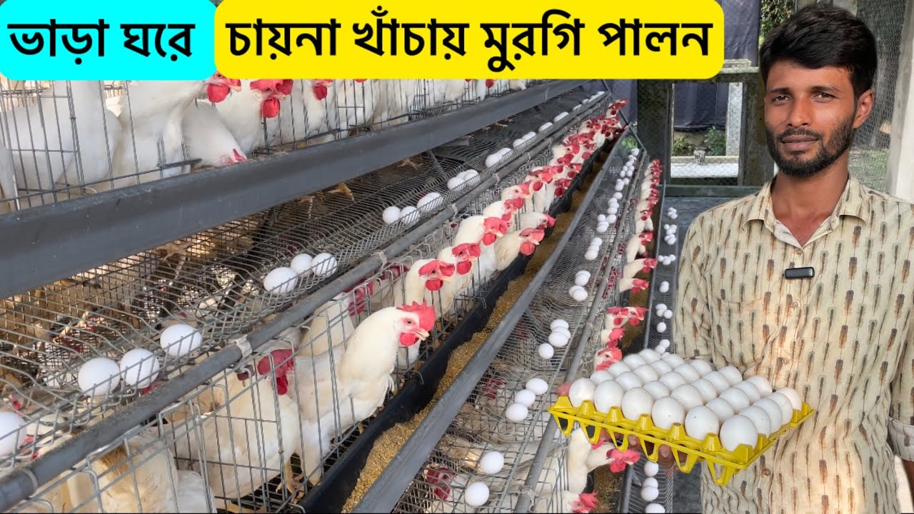 ভাড়া ঘরে মুরগি পালন | চায়না খাঁচায় মুরগি পালন | latest layer poultry farming | Aminagro