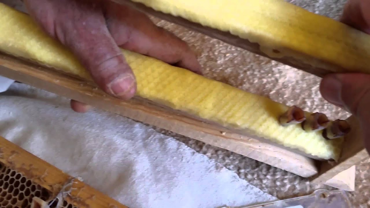 تربية الملكات بجهاز جنتر الالماني شرح عملي Rearing queens with the German Genter device