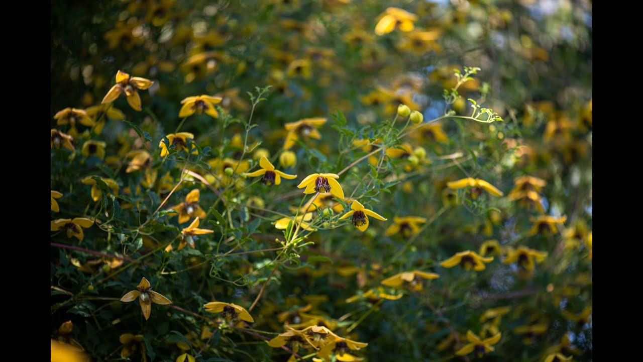 Роскошные осенние клематисы: лавина цветов в саду. Luxurious autumn Clematis: overview.