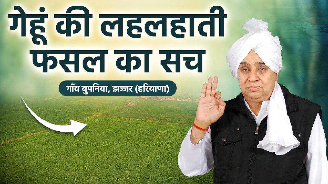 आँखों देखी रिपोर्ट: गाँव बुपनिया, झज्जर (हरियाणा) में गेहूं की लहलहाती फसल का सच। SA News Channel