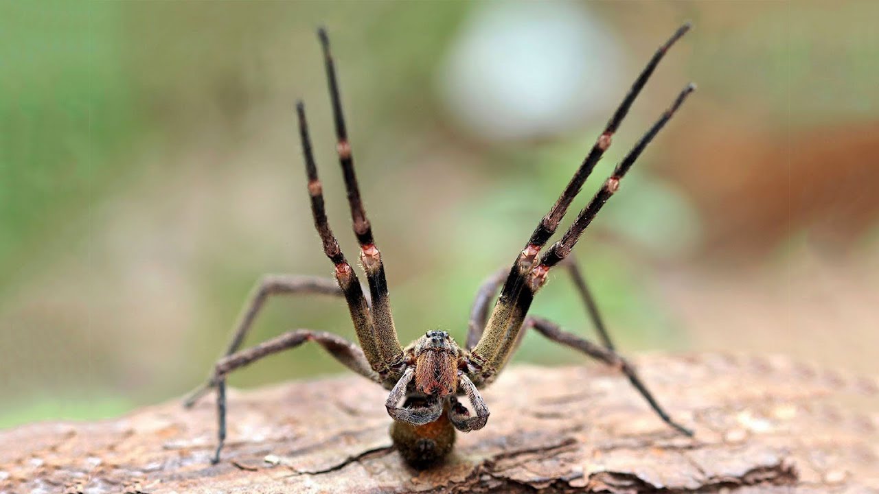 As aranhas mais PERIGOSAS do Brasil