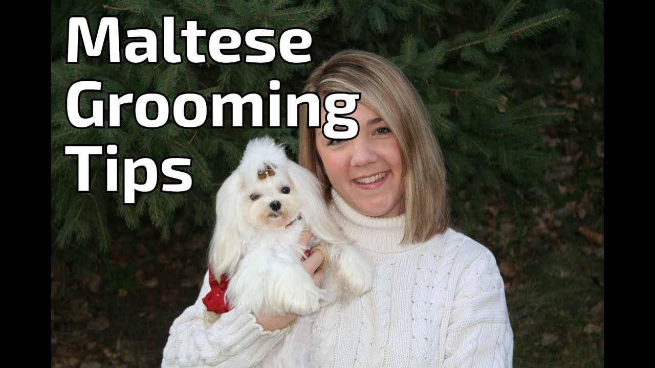 Maltese Grooming: Tips, Tricks & Techniques for a Show-Quality Coat!