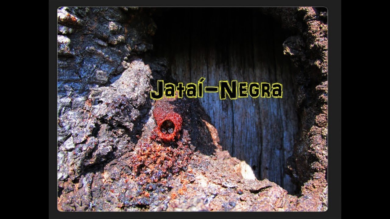 Abelha Jataí-Negra (Scaura Longula); Aprendendo sobre ASF.