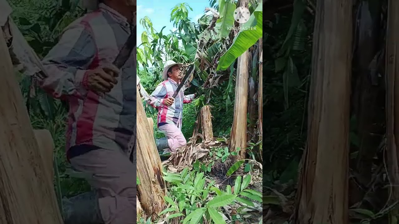 como limpiar el plátano