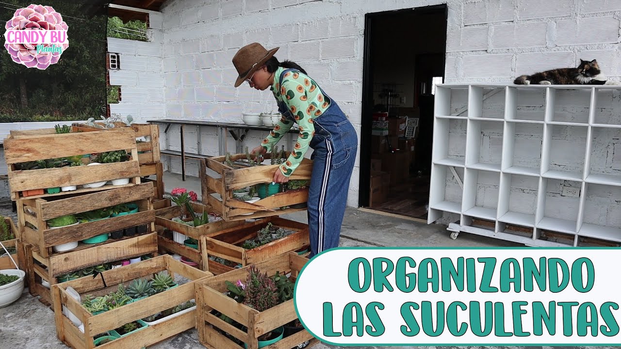 Organizando las suculentas en la Terraza/Invernadero│Candy Bu