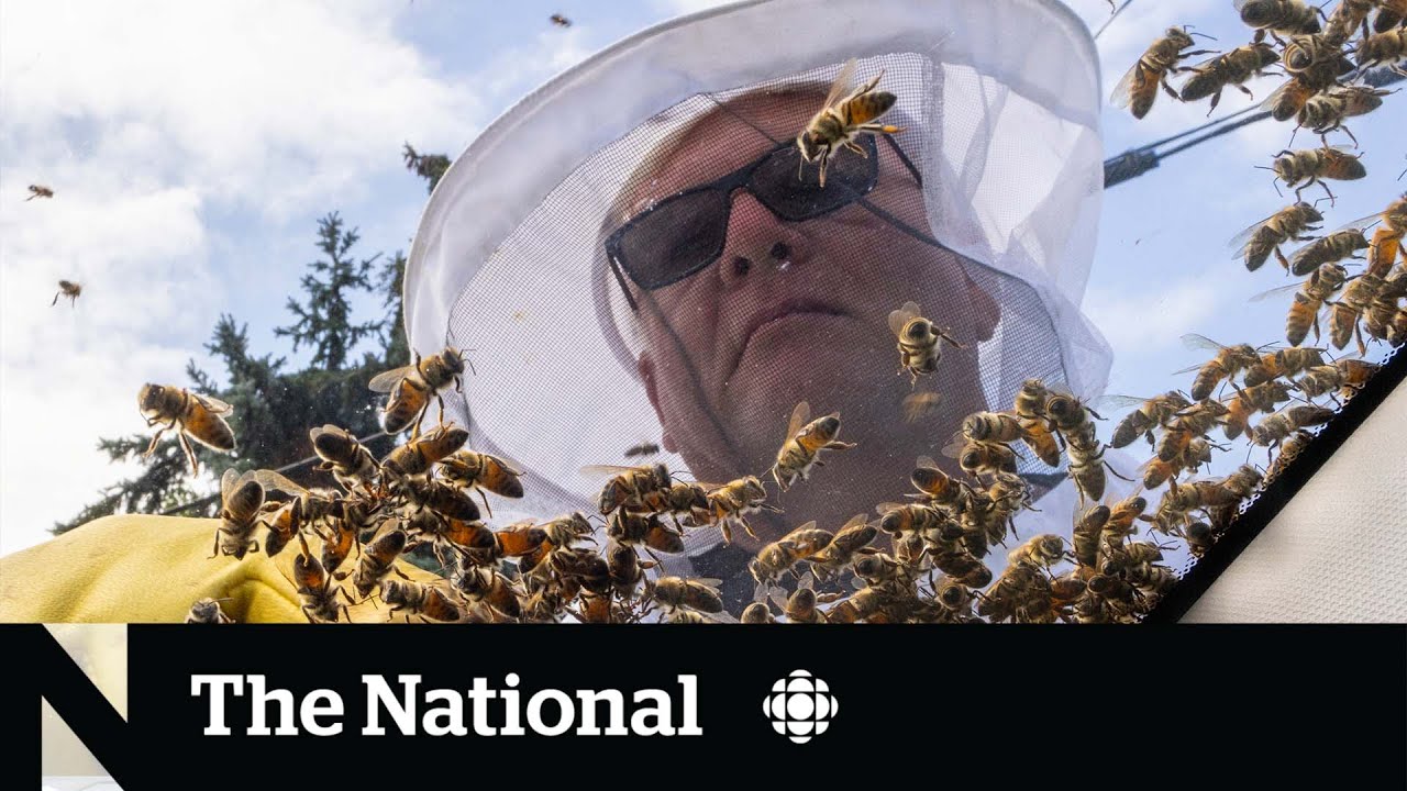 Beekeeper backup arrives after 5 million bees fall off truck