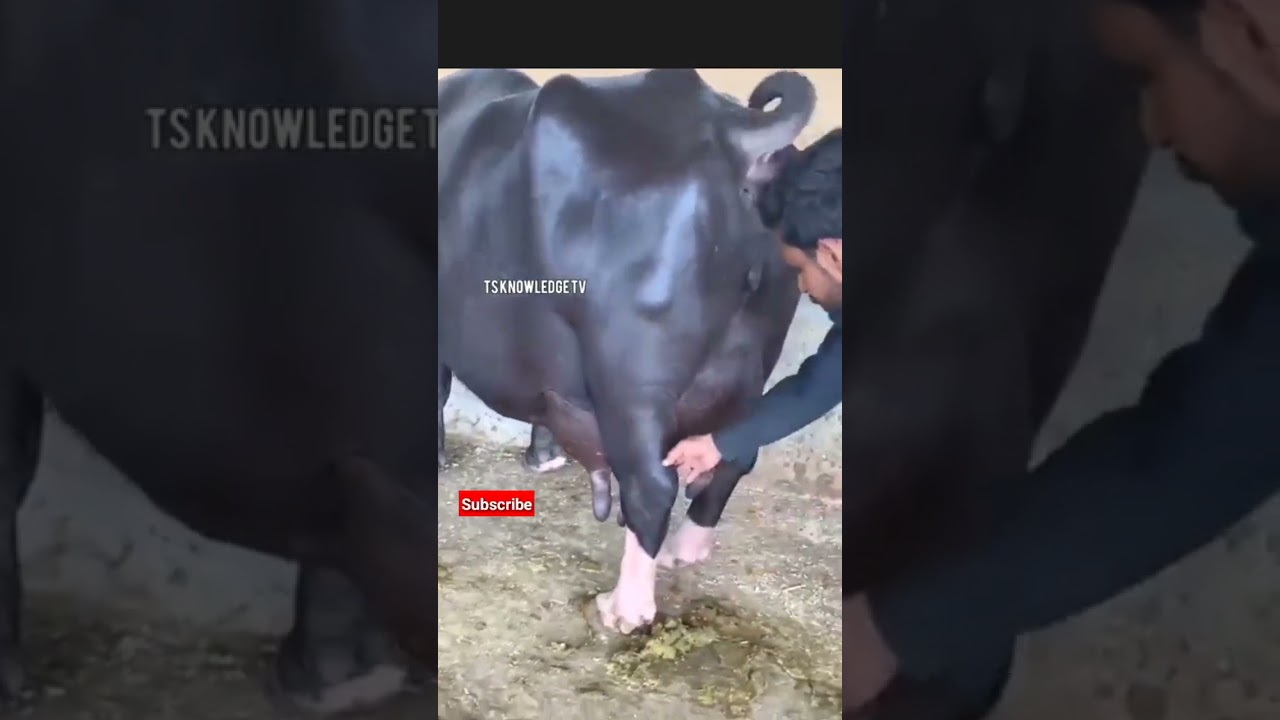 nili ravi bhains cute buffalo nili ravi buffalo in punjab #youtubevideo