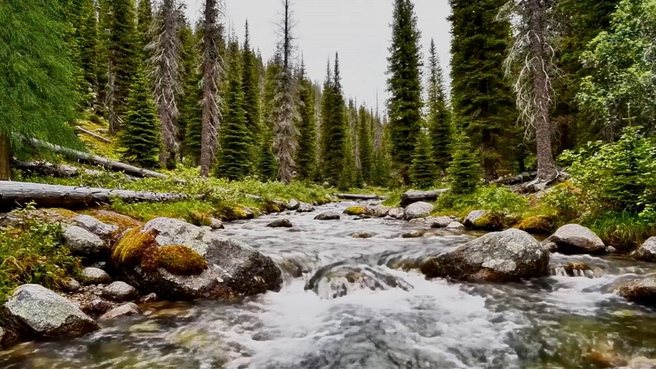 Peaceful River Stream Flow, Soft Birds Chirping, Calming Forest Ambience
