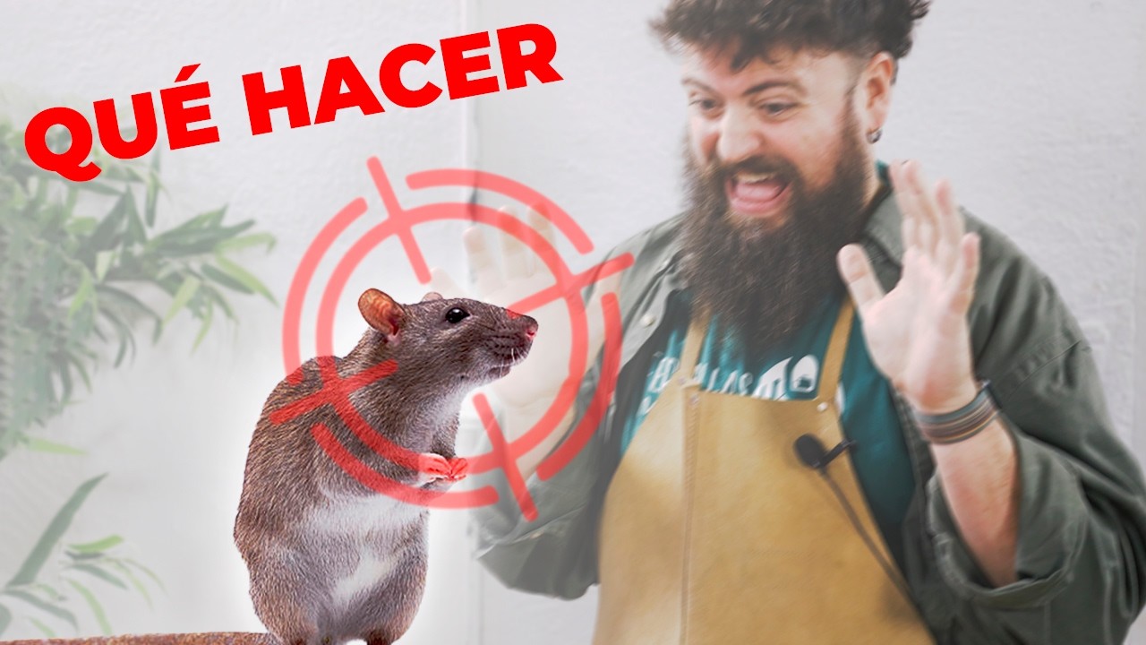 Cómo Cazar una RATA 🐀 Tipos de trampas para roedores