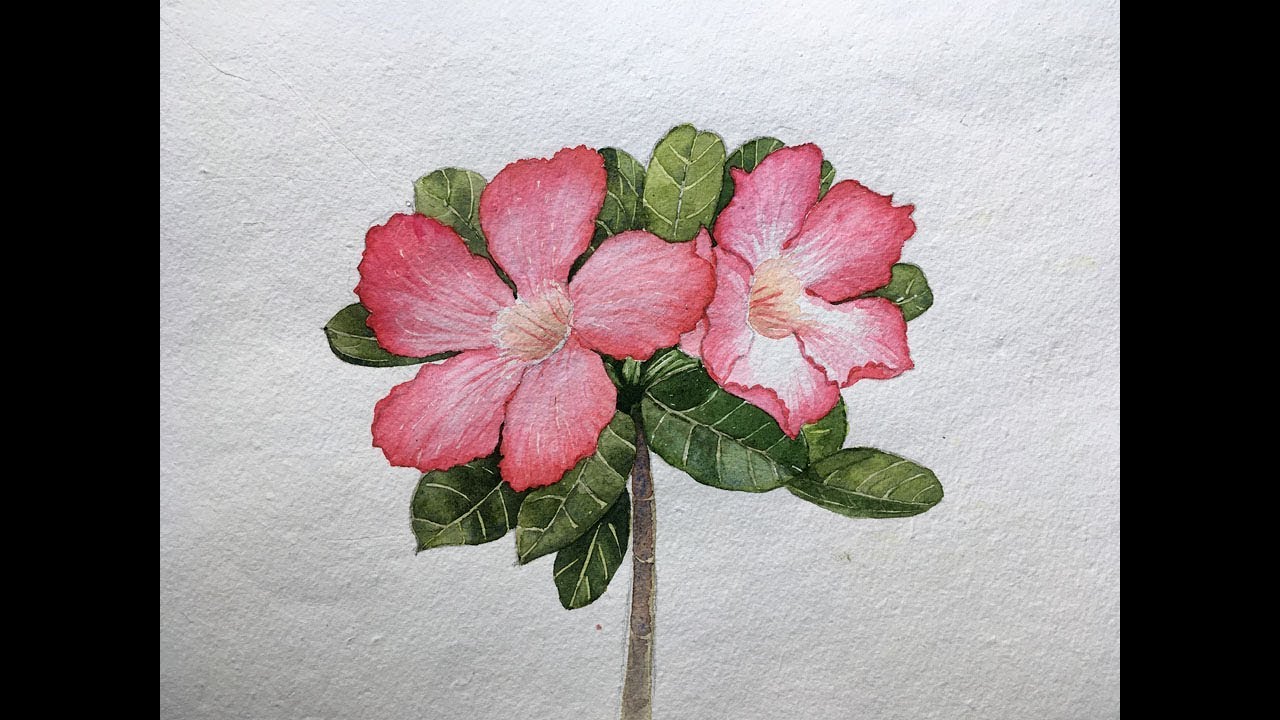 Adenium flower painting in watercolor | pink flower painting | realistic flower painting
