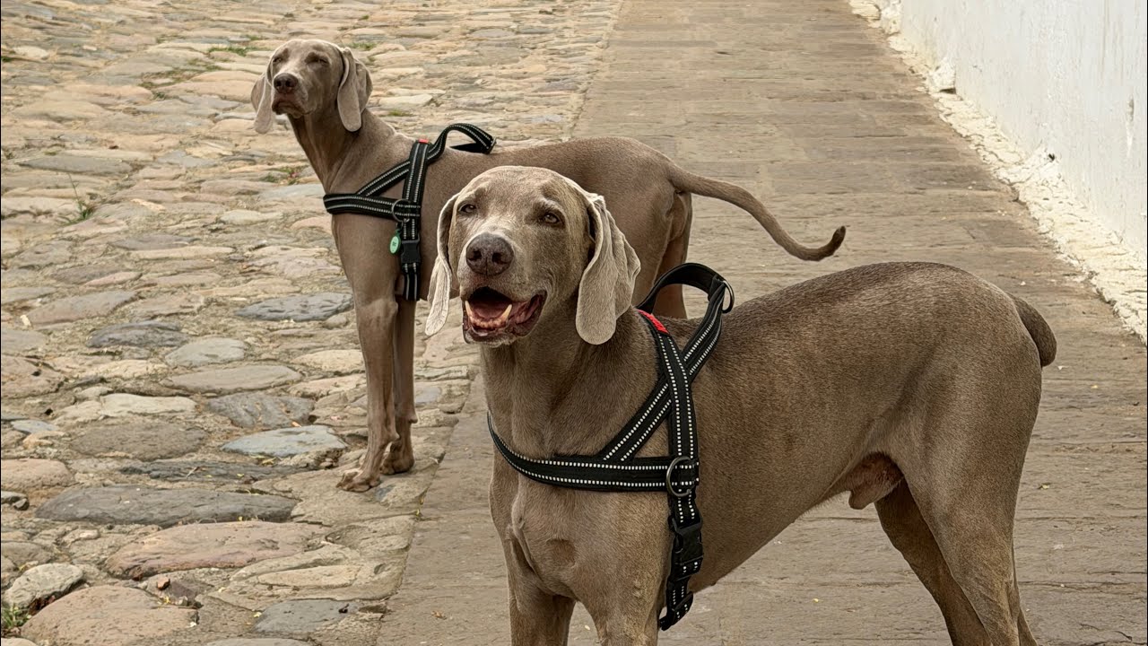 Tengo 2 perros y uno cree que es el jefe 🐶🫢