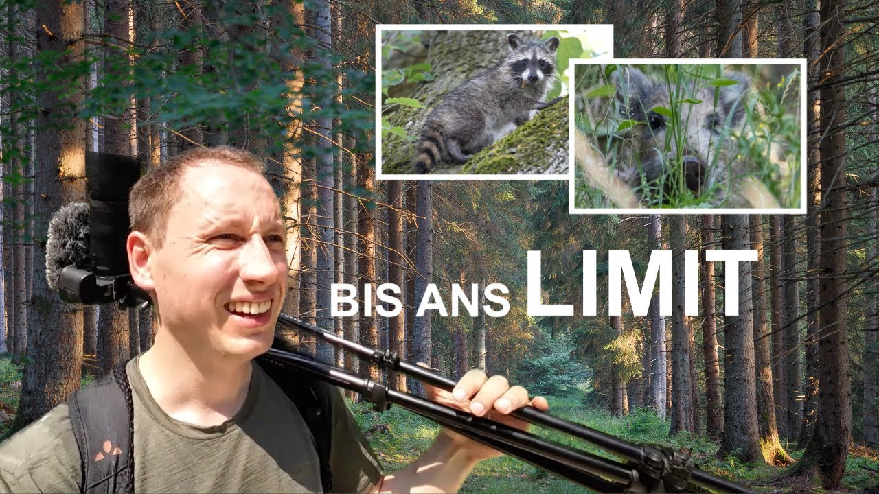 WASCHBÄR, WILDSCHWEINE & Co. in der SENGENDEN HITZE | Naturfotografie