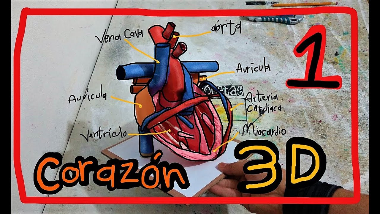 Maqueta del Corazon 3D (parte 1)