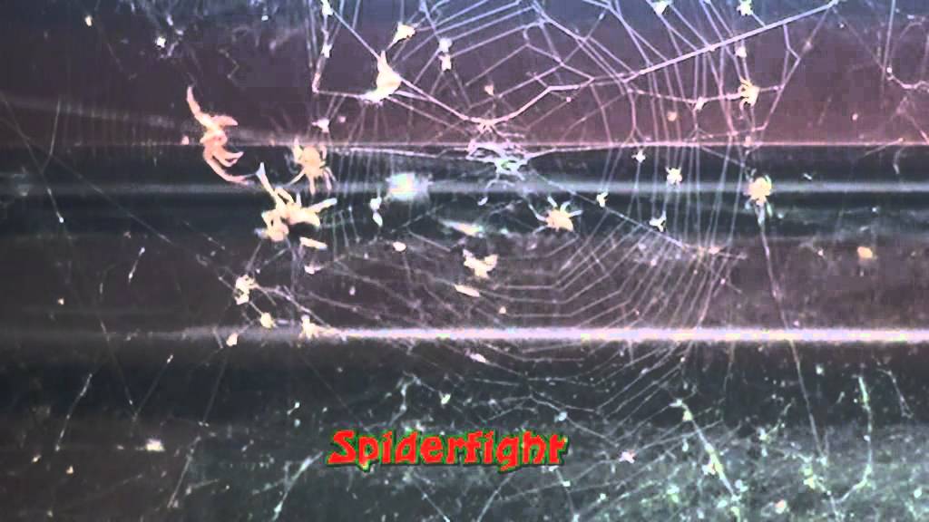 Spider fighting - Spinnenkampf