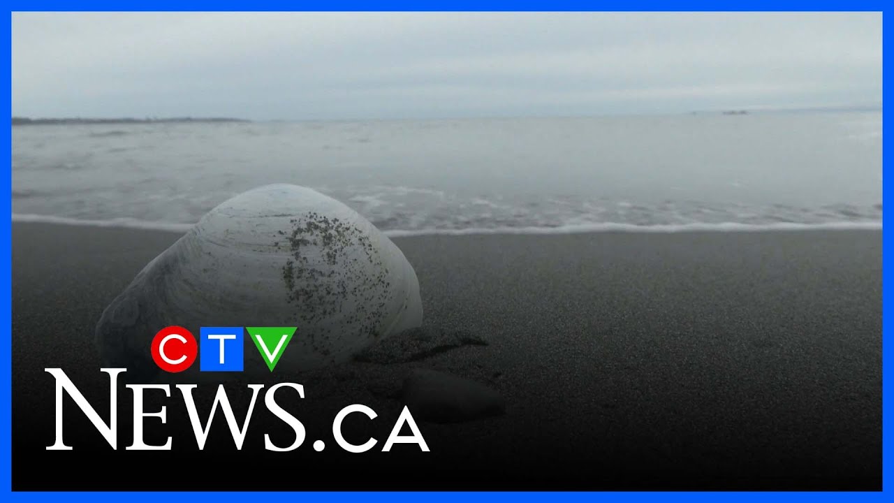 Ocean experts concerned as warm water 'blob' returns to the North Pacific