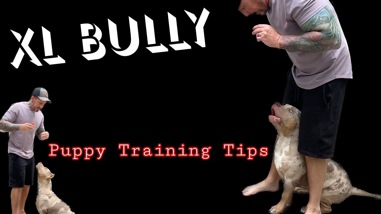 Xl Bully puppy training made easy #xlbully #xlbullies