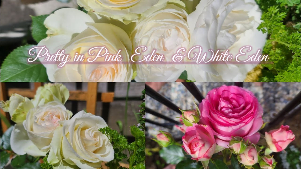 Pretty in Pink Eden & White Eden Climbing Rose