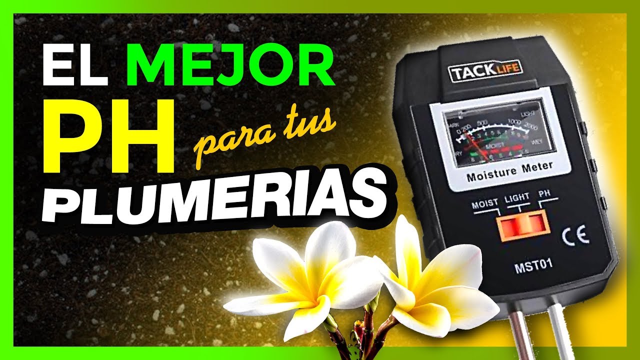 Saberlo MEJORA EL CRECIMIENTO de las PLUMERIAS 🤔😮(MUY IMPORTANTE)❗❗