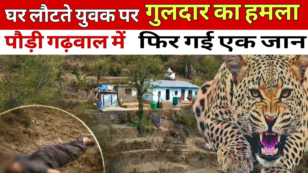 घर लौटते समय गुलदार का हमला | पौड़ी गढ़वाल में फिर गई एक जान l Leopard Attack in Pauri Garhwal 