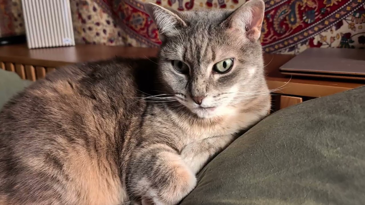 Sassy likes to sit on the pillow (do not disturb her)