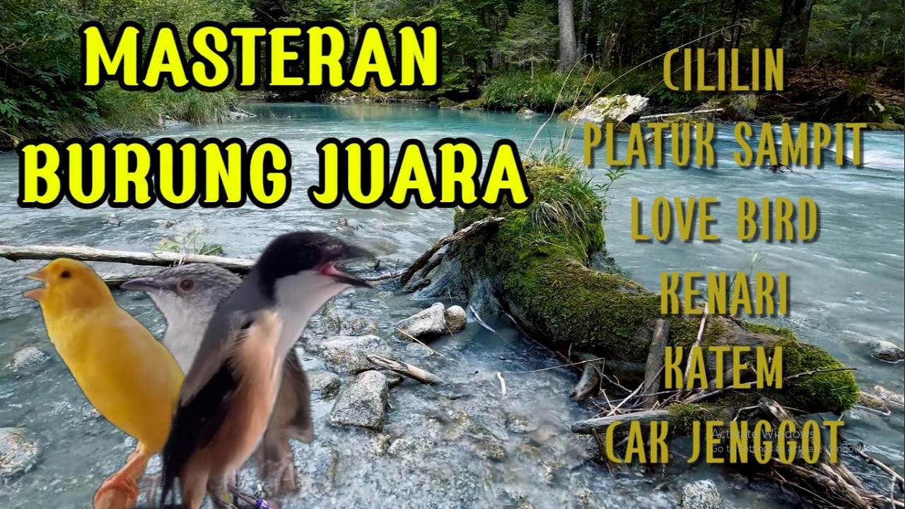 MASTERAN MEWAH !! cililin,platuk sampit,love bird,kenari,katem,cak jenggot
