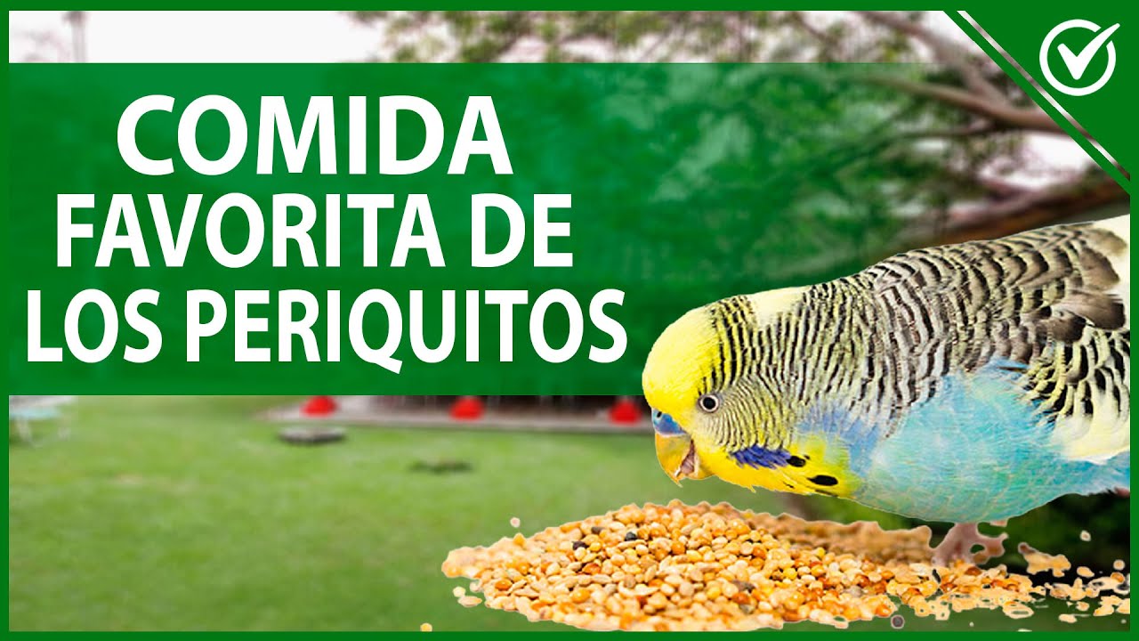 🦜 &iquest;Qu&eacute; COMEN los PERIQUITOS y cu&aacute;l es su comida favorita? 🥭🦜