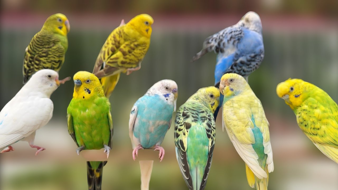 10 Hours of Budgie singing to mirror | Parakeet Sounds