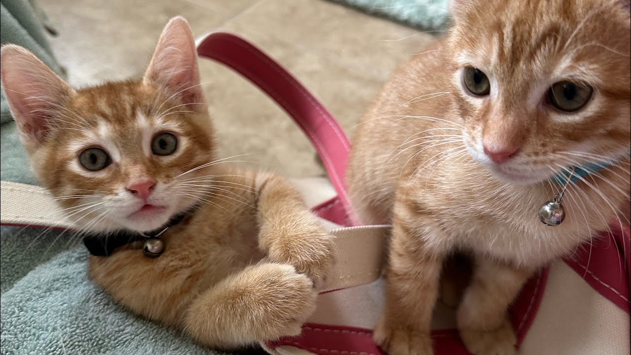 Kittens in a Bag, Kitties playing, jumping, having fun