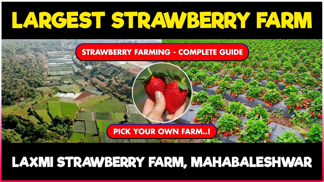 Strawberry Farming - Complete Guide | Laxmi Strawberry Farm, Mahabaleshwar, Maharastra, India