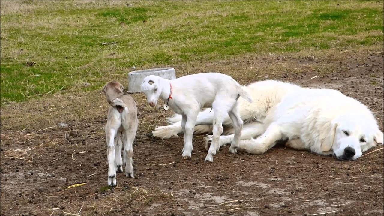 La Mancha Goat Kids are Curious about Big Z