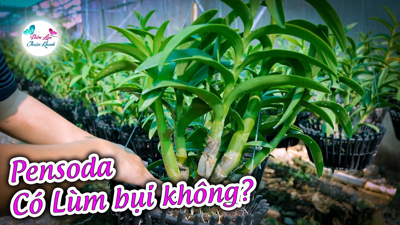 C&Acirc;Y VƯỜN PENSODA C&Oacute; L&Agrave;M ĐƯỢC BỤI L&Ugrave;M ĐƯỢC KH&Ocirc;NG?