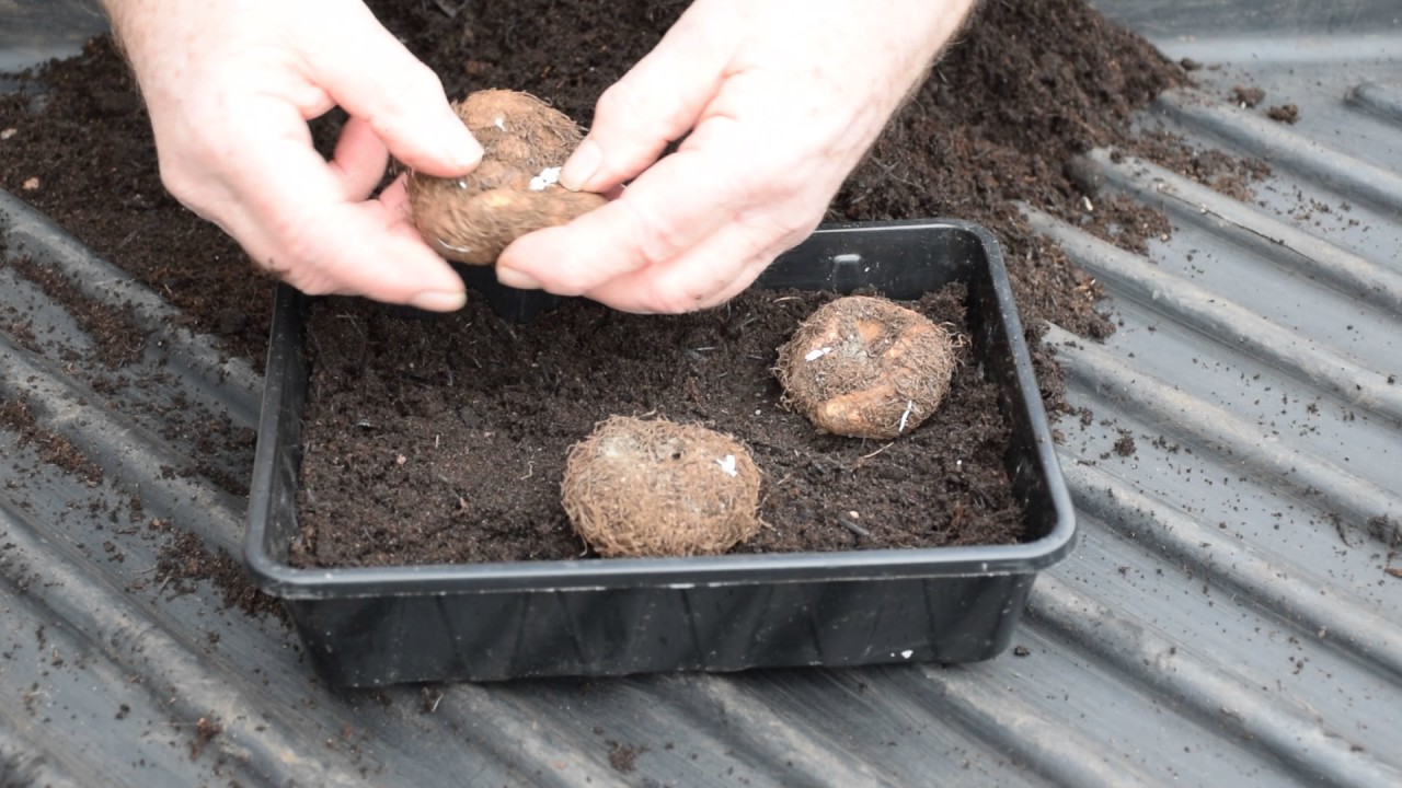 Starting off begonia tubers