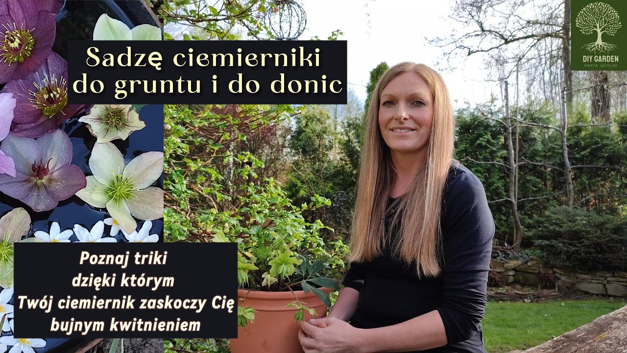 Sadzę ciemierniki do gruntu i do donic