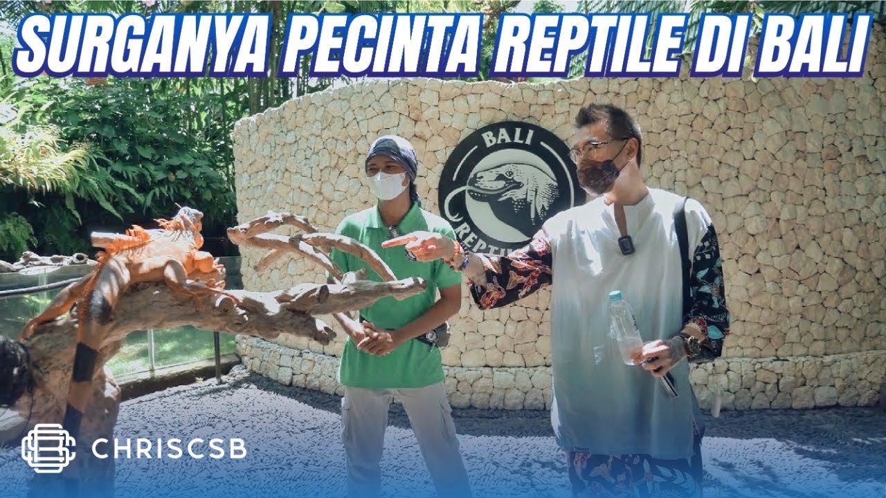 Surganya Pecinta Reptil Ada 250 Ekor Satwa di Bali Reptile Park Gianyar (Ular, Biawak, Buaya, DKK)