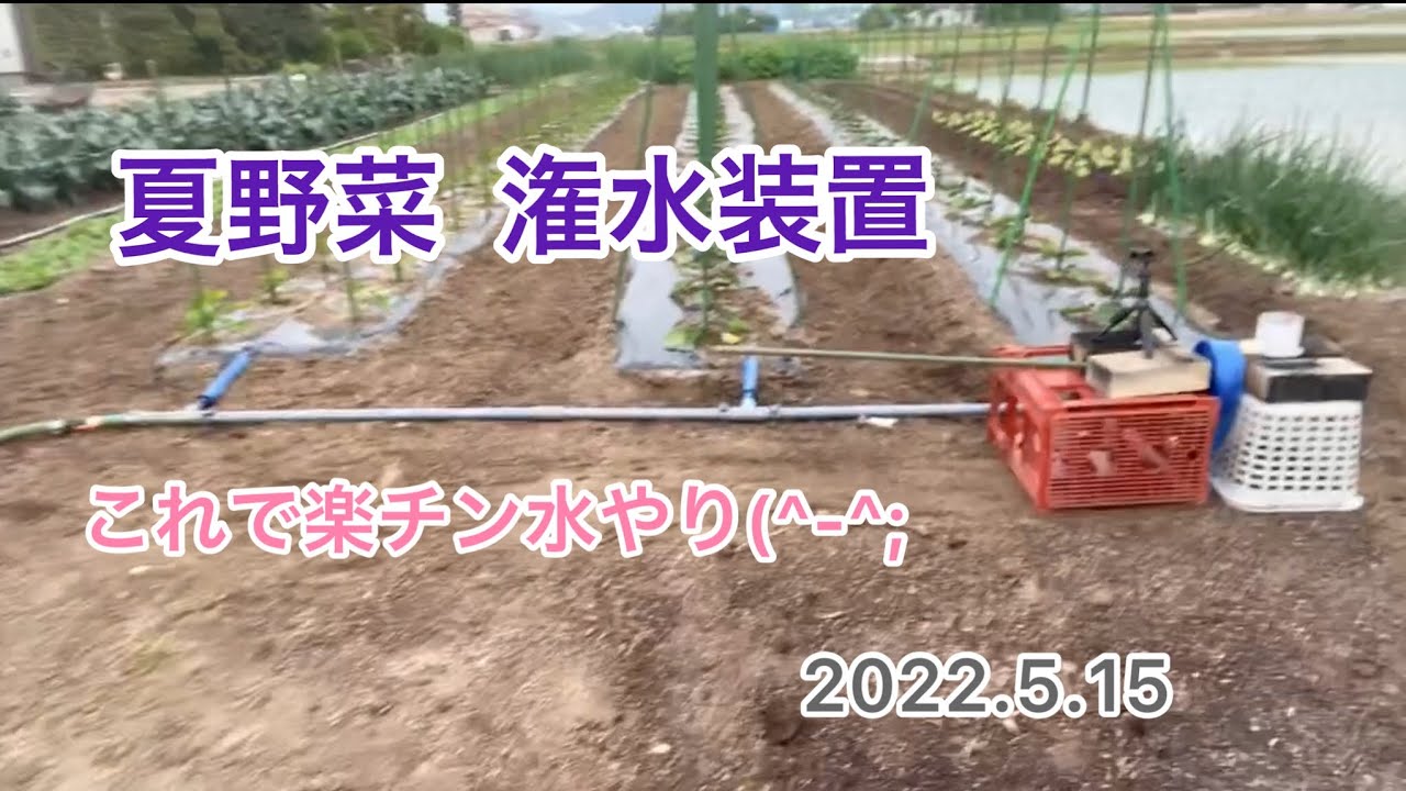 夏野菜の水やり【潅水装置作り】これで水やりは楽チン 楽チン！#潅水装置#水やり