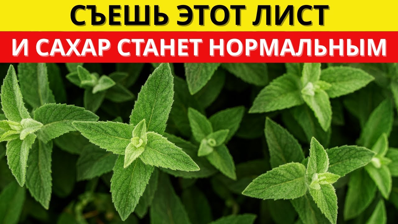 ЧУДО! №1 ЛИСТ УНИЧТОЖАЕТ ДИАБЕТ, ПЛОХОЙ ХОЛЕСТЕРИН И ЖИР НА ЖИВОТЕ! | д-р Сергей Орлов
