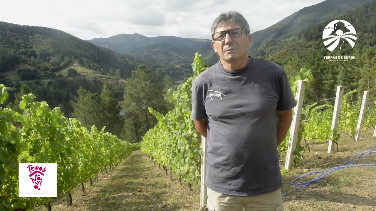 PREPARATIVOS VENDIMIA 2024 EN NEGUEIRA DE MUÑIZ