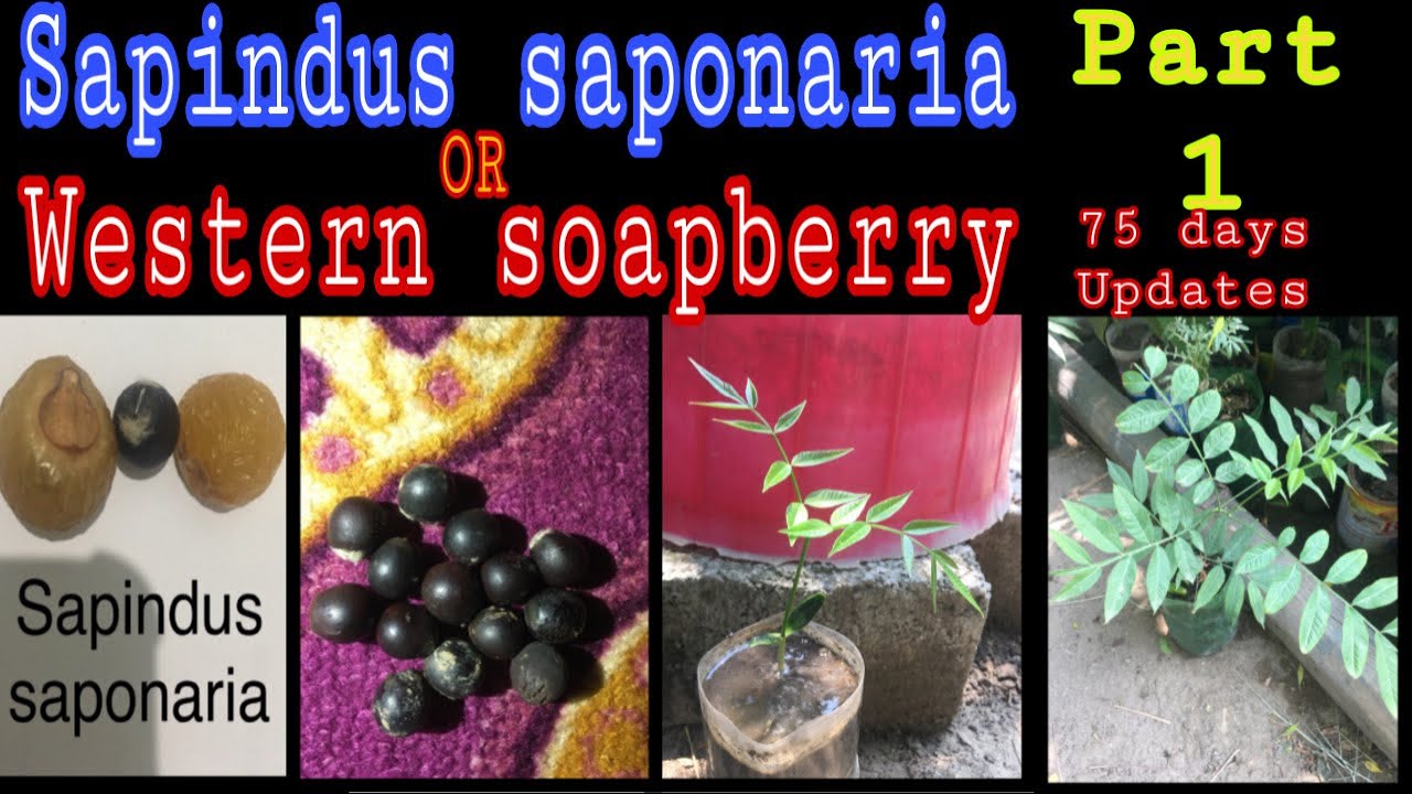 Part 1 || Best time to grow sapindus saponaria || western soapberry from seed || #Pak Gardening plus