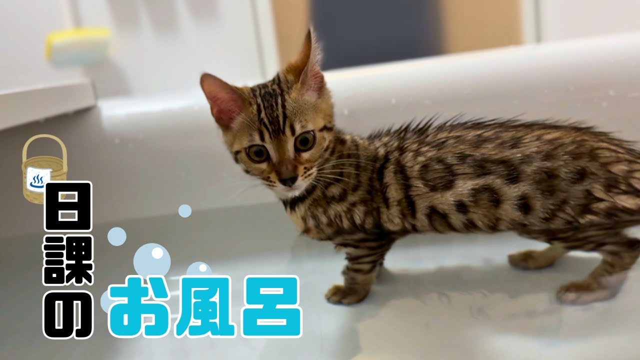 【お風呂好き子ねこ】お風呂が好きすぎる子ベンガルは日課のお風呂を今日も楽しみます