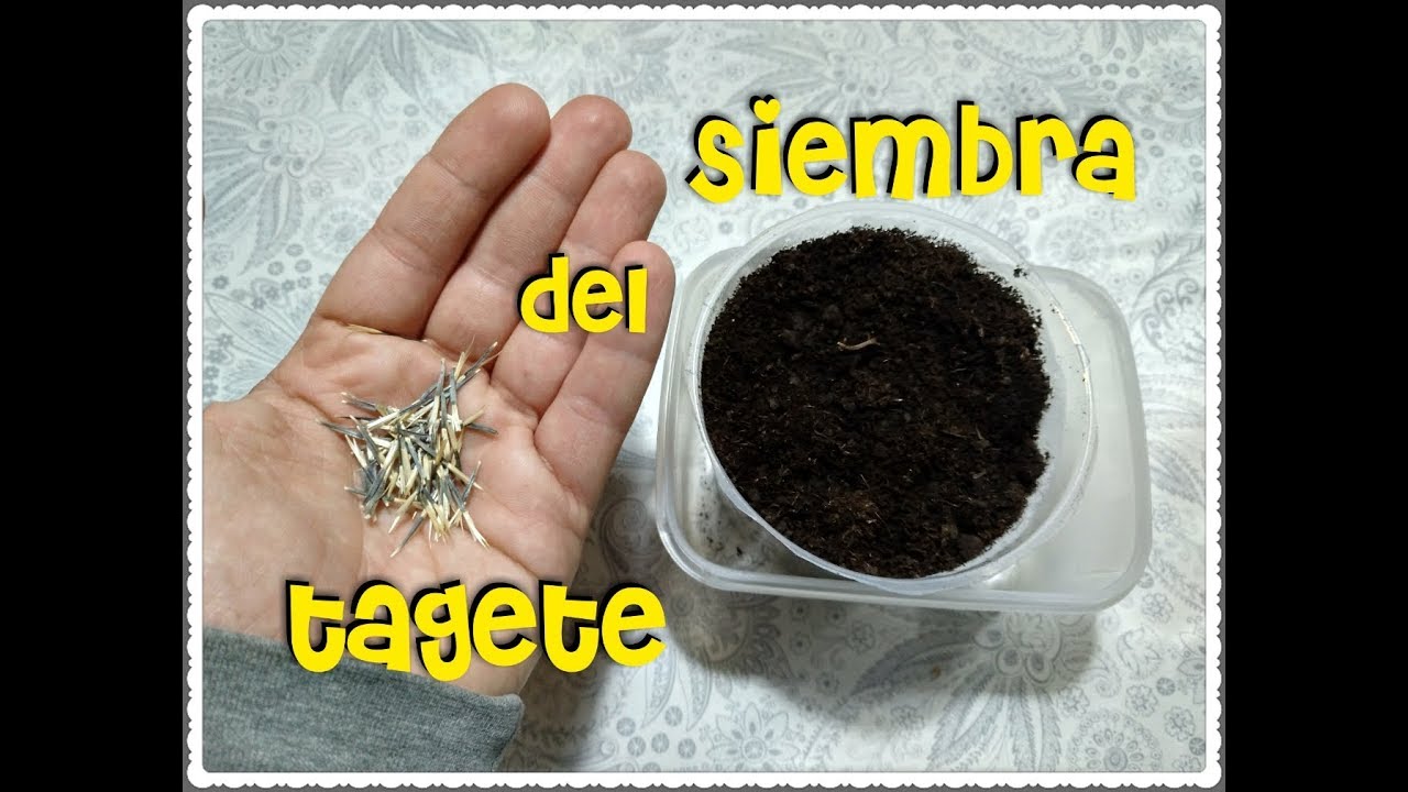 Como Sembrar Tagetes/Como Sembrar Tagetes En Casa/Mi huerto en el balcón