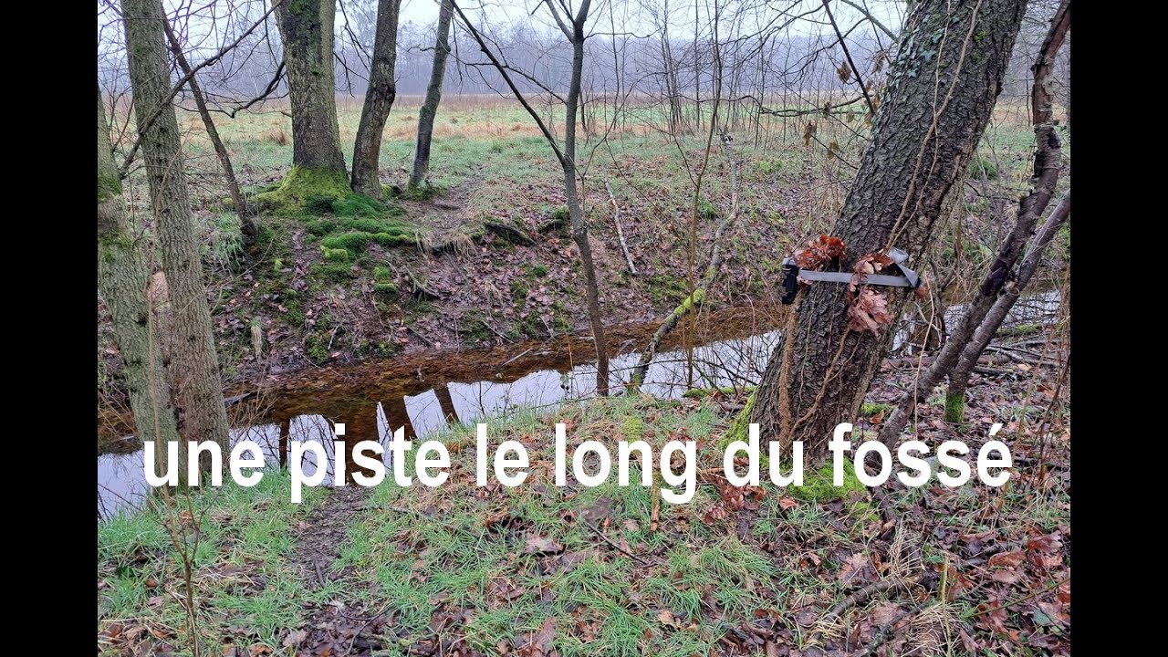 mars 2024 forêt de Grittwald observation d'une piste le long d'un fossé