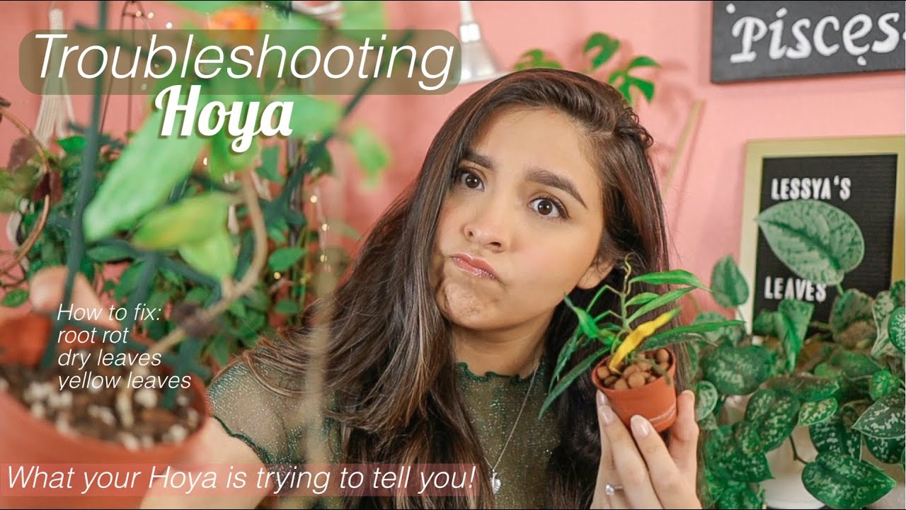 How to Troubleshoot Hoya | What to do when your Hoya is dying!